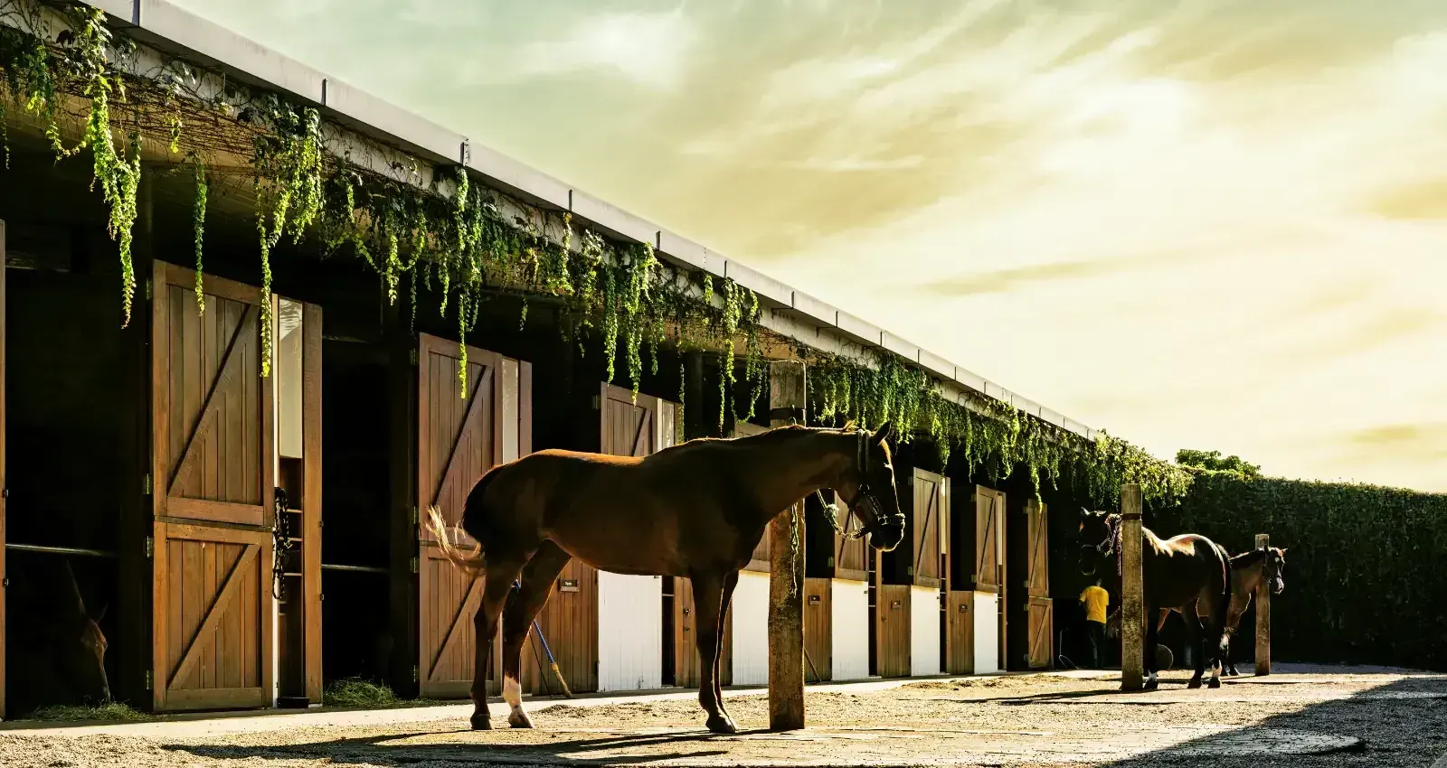 O Centro Equestre, de Isay Weinfeld: as cocheiras abertas para o pátio, com um cavalo à porta.