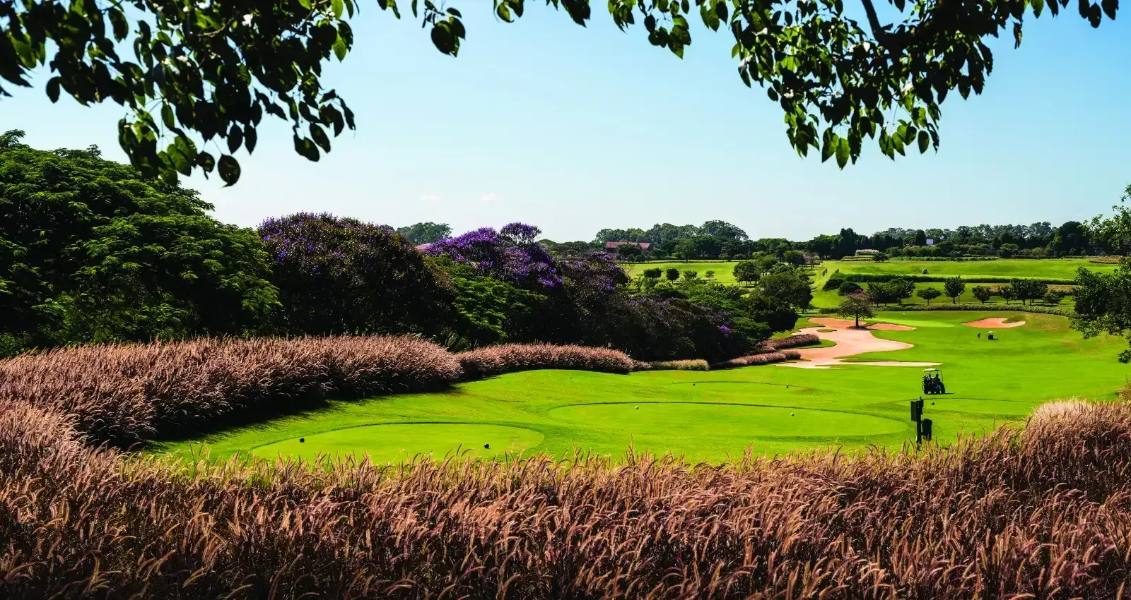 O campo de golfe de Arnold Palmer entre jacarandás floridos e capim ornamental.
