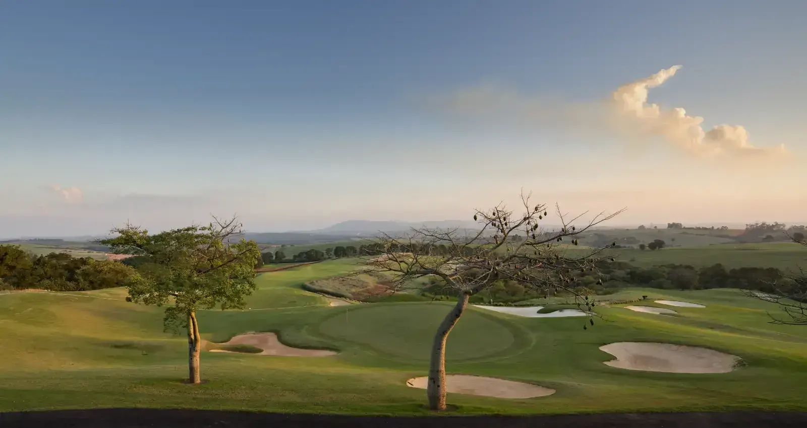 O campo de golfe de Randall Thompson ao fim da tarde, com duas árvores isoladas diante dos bunkers.